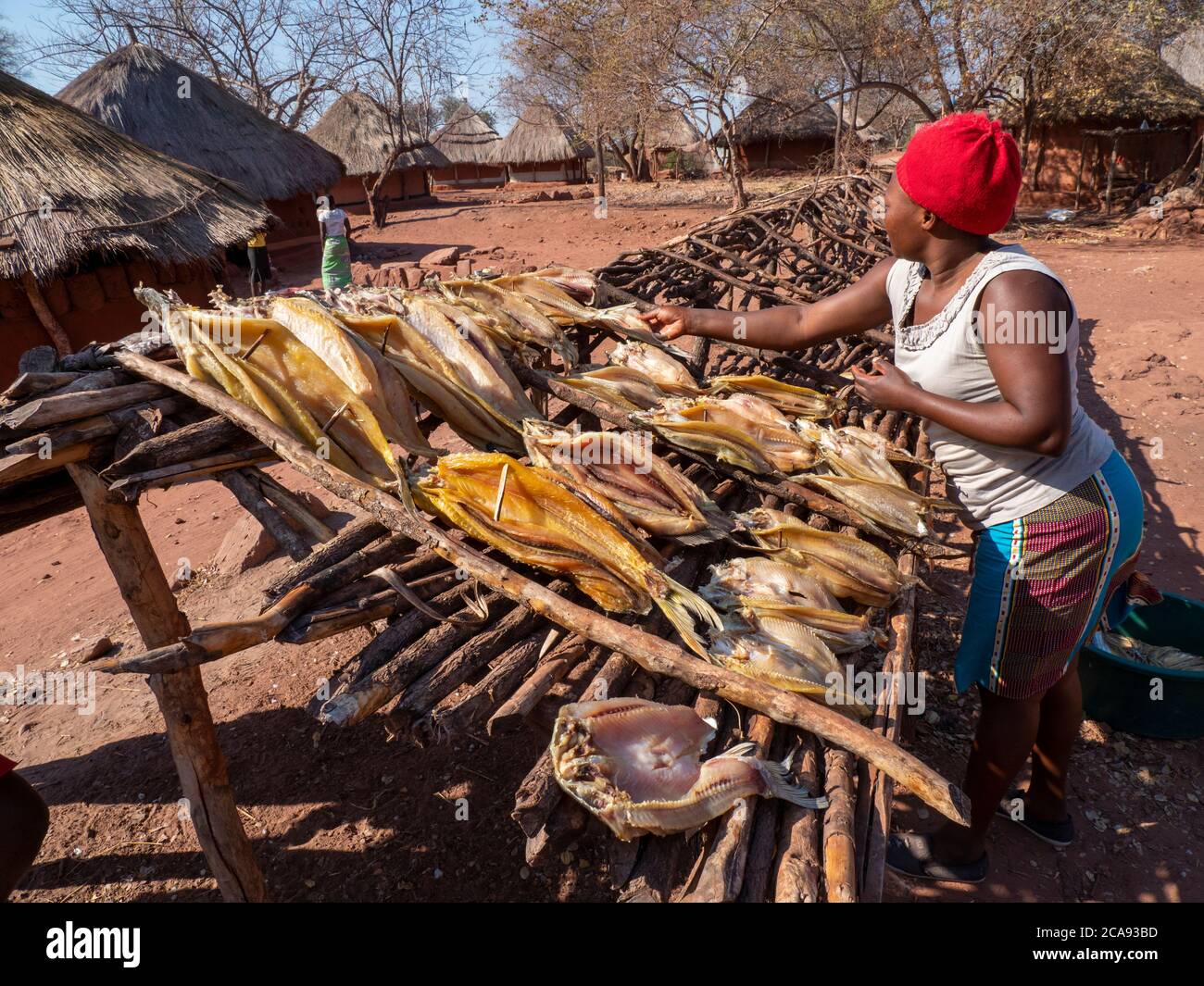 The days catch of fish drying in the sun in the fishing village of Musamba, on the shoreline of Lake Kariba, Zimbabwe, Africa Stock Photo