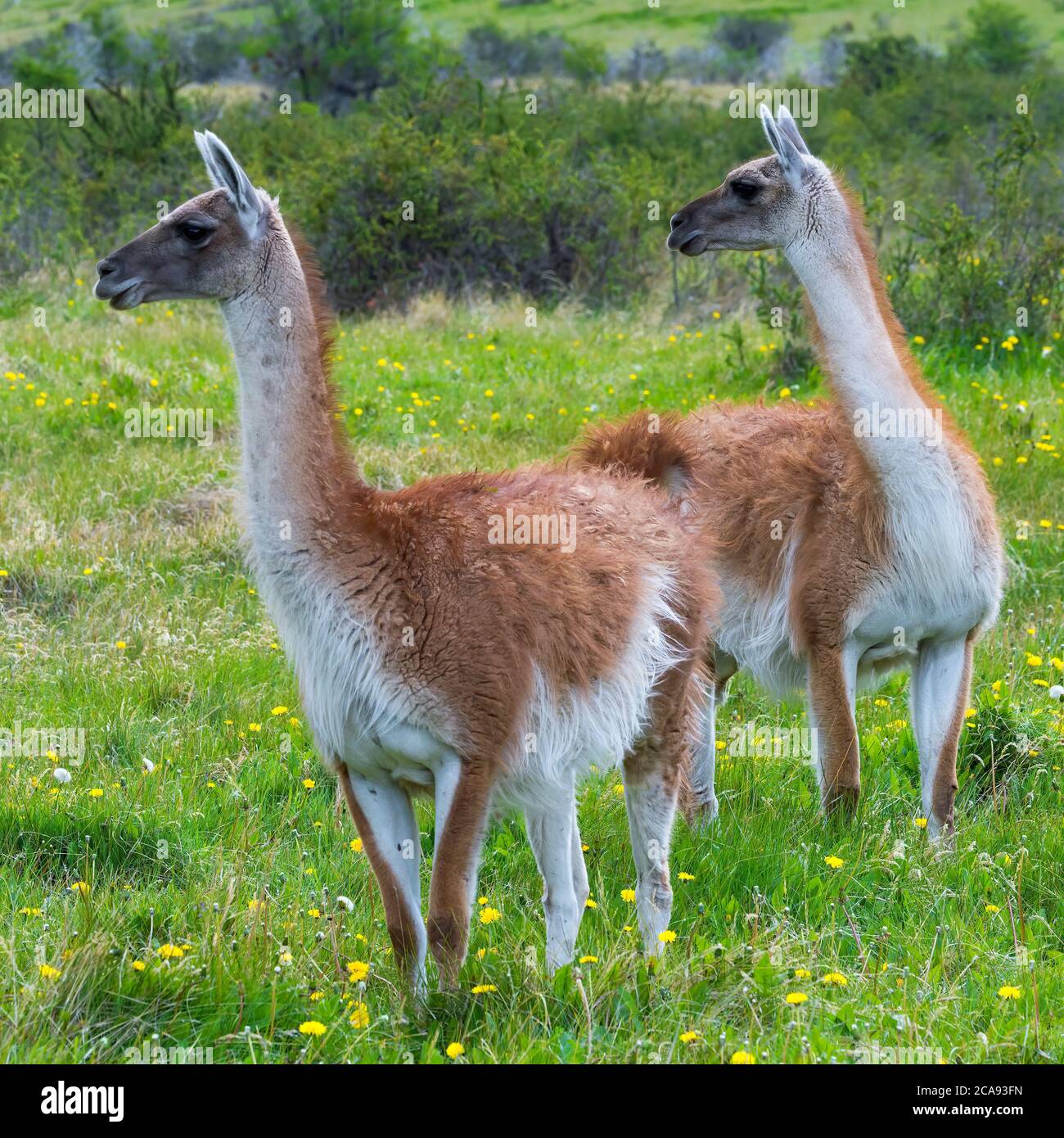 Two guanacos (Lama guanicoe), Patagonia National Park, Chacabuco Valley, Aysen Region, Patagonia, Chile, South America Stock Photo