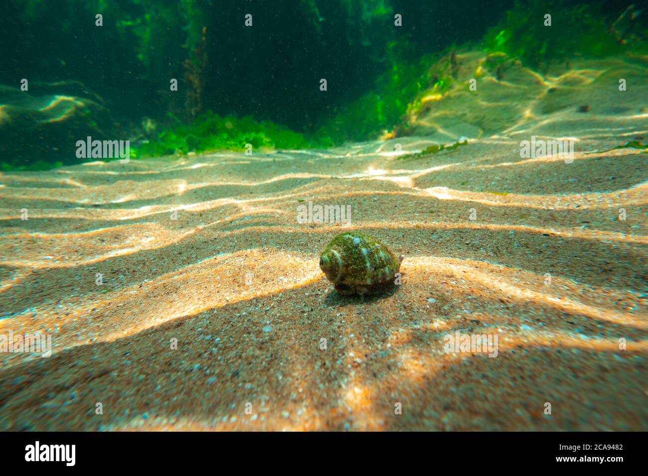 Blue green algae underwater hi-res stock photography and images - Alamy