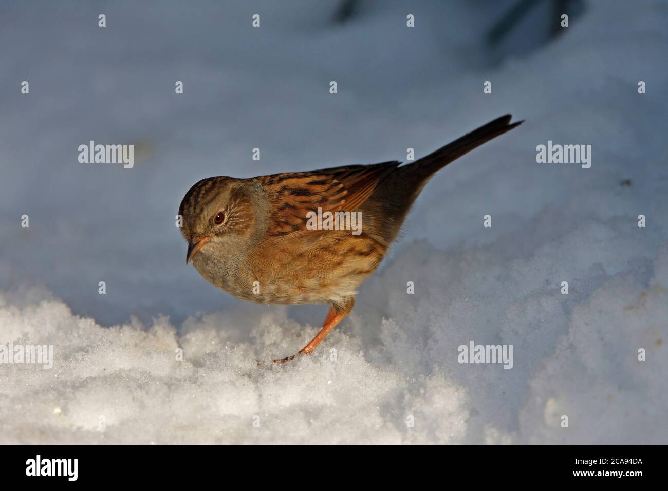 DUNNOCK (Prunella modularis) on snow, UK. Stock Photo