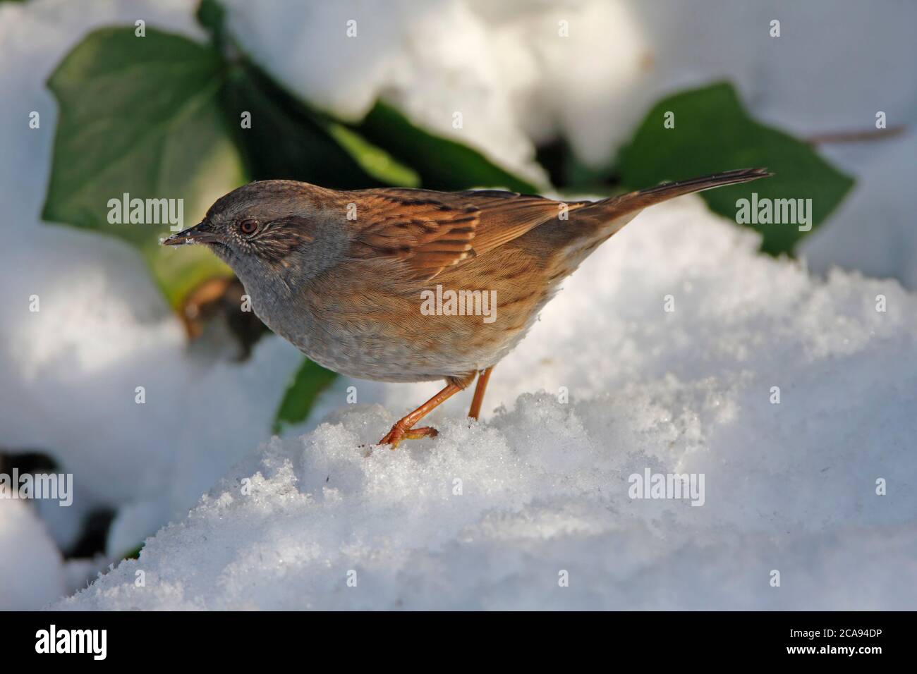 DUNNOCK (Prunella modularis) searching a snow covered ivy, UK. Stock Photo