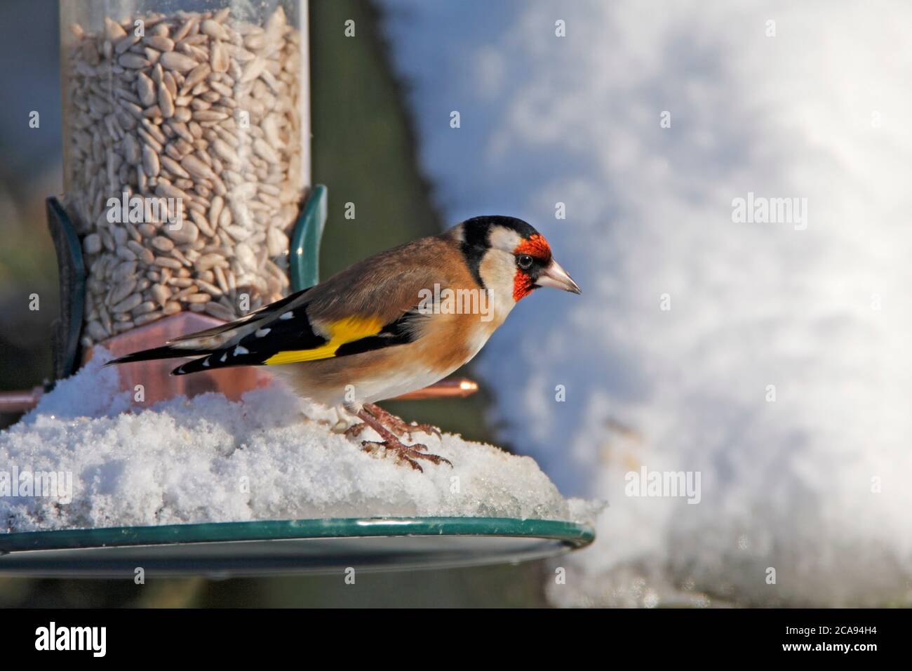Goldfinch (Carduelis carduelis) on a snow covered feeder, UK. Stock Photo