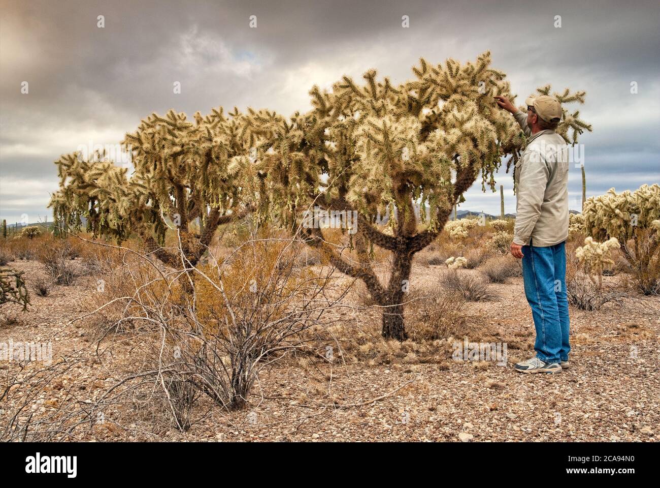 Visitor at chain-fruit cholla cactus, Sonoran Desert, Organ Pipe Cactus National Monument, Arizona, USA Stock Photo