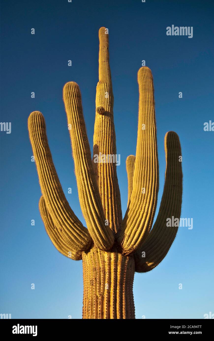 Sonora desert arizona sunset hi-res stock photography and images - Alamy