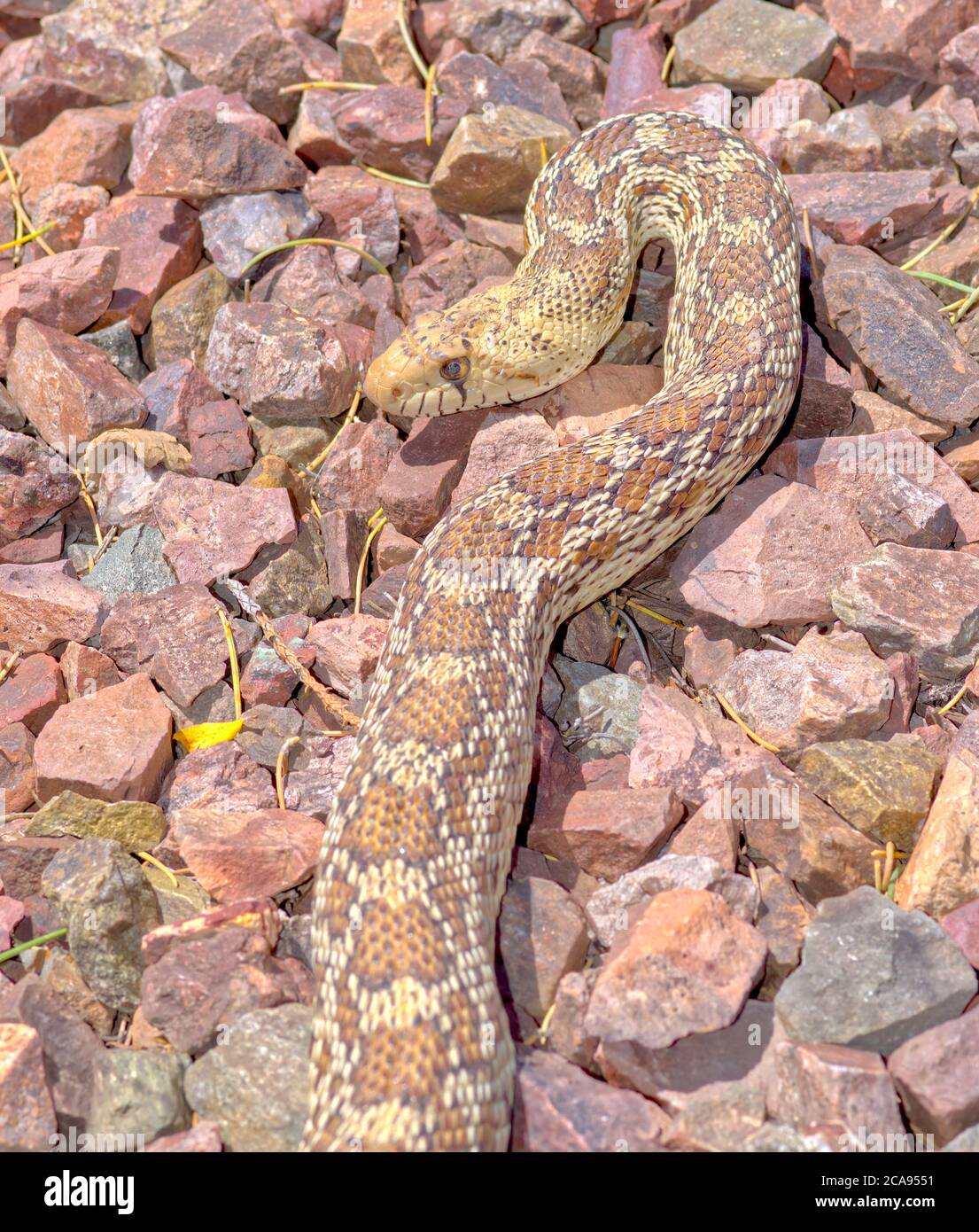 Closeup of an Arizona Gopher Snake (Pituophis Catenifer), a non