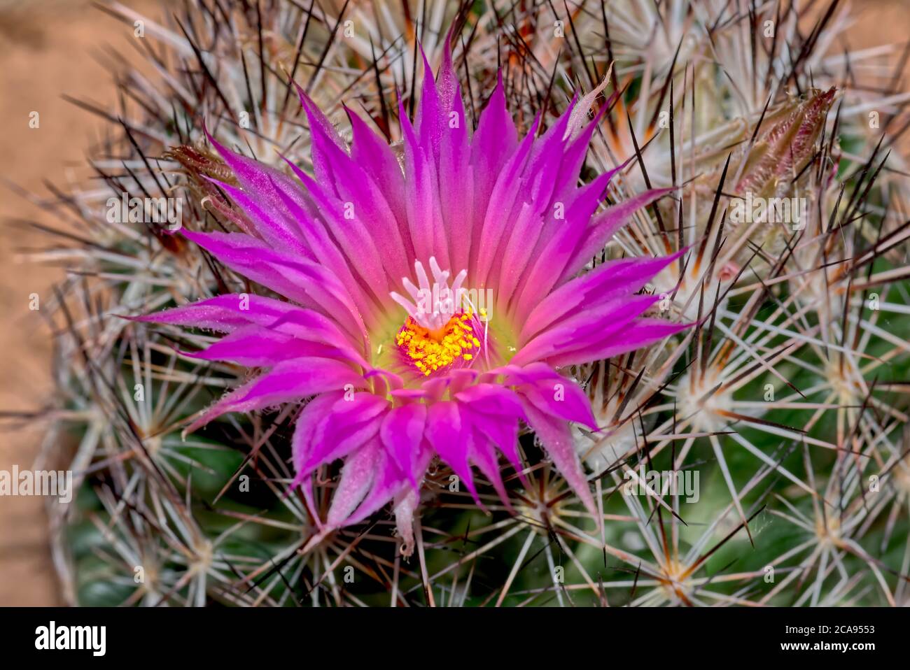 Flower of the Escobaria Vivipara cactus (Pin Cushion Cactus), Arizona, United States of America, North America Stock Photo