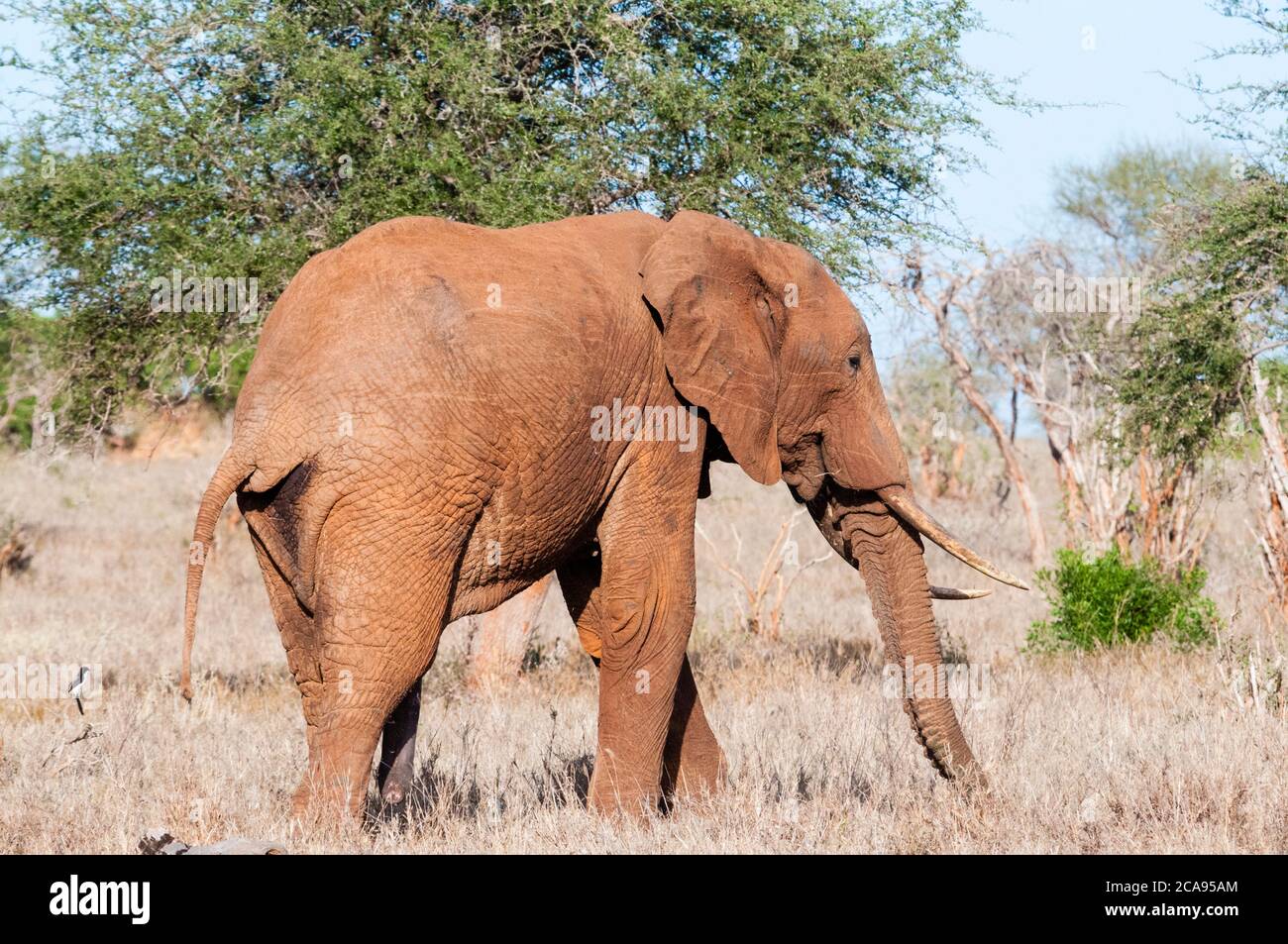 Elephant (Loxodonta africana), Tsavo East, Kenya, East Africa, Africa Stock Photo