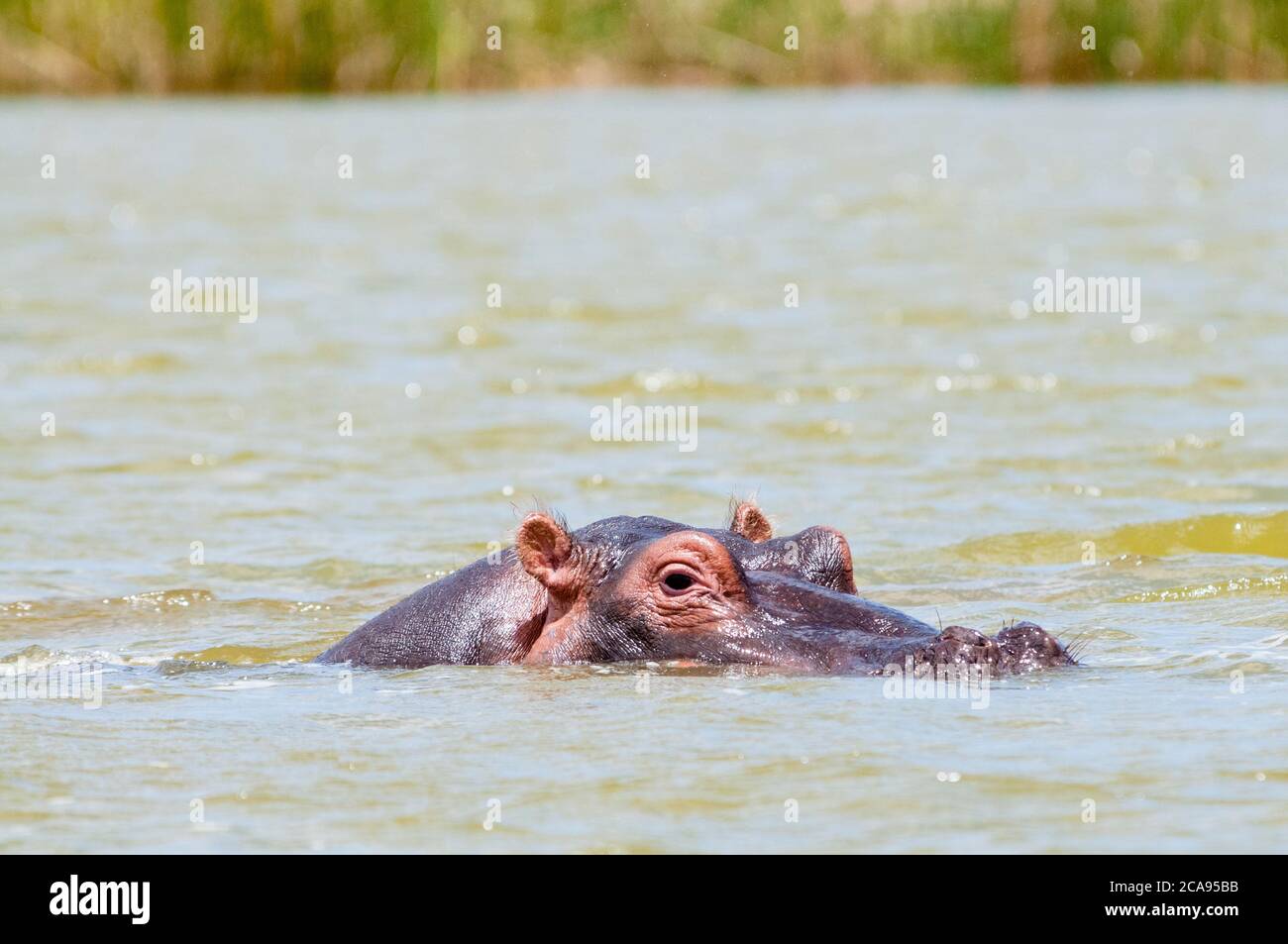 Hippopotamus (Hippopotamus amphibius), Lake Jipe, Tsavo West National Park, Kenya, East Africa, Africa Stock Photo