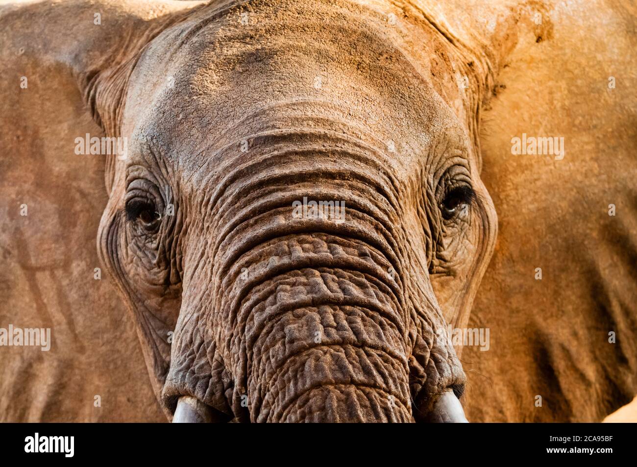Elephant (Loxodonta africana), Taita Hills Wildlife Sanctuary, Kenya, East Africa, Africa Stock Photo