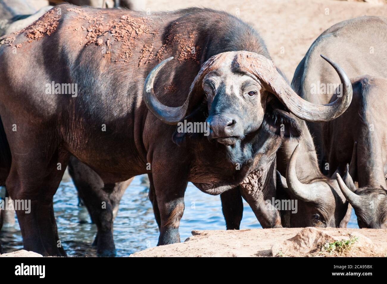 African Buffalo (Syncerus caffer) drinking, Taita Hills Wildlife Sanctuary, Kenya, East Africa, Africa Stock Photo
