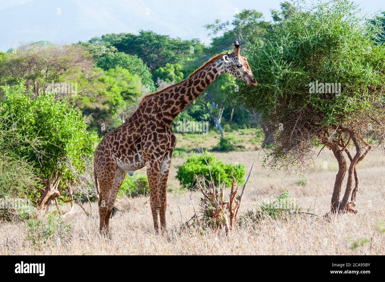Male Maasai giraffe (Giraffa tippelskirchi), Tsavo East National Park, Kenya, East Africa, Africa Stock Photo