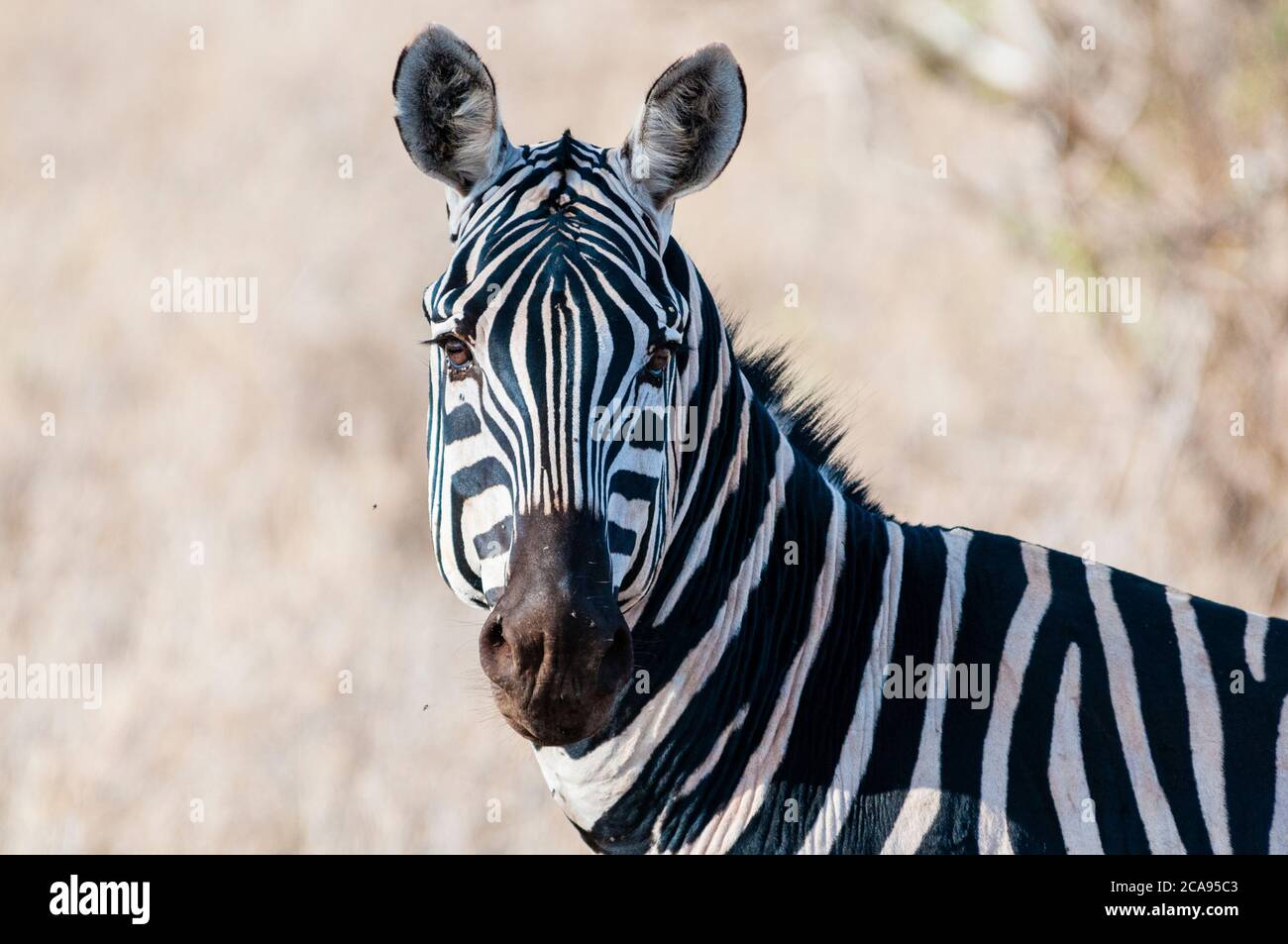 Plains zebra (Equus quagga), Taita Hills Wildlife Sanctuary, Kenya, East Africa, Africa Stock Photo