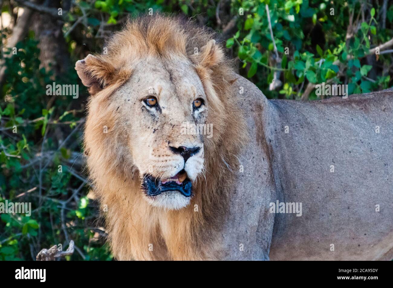 Male lion (Panthera leo) in the bush, Tsavo East National Park, Kenya, East Africa, Africa Stock Photo