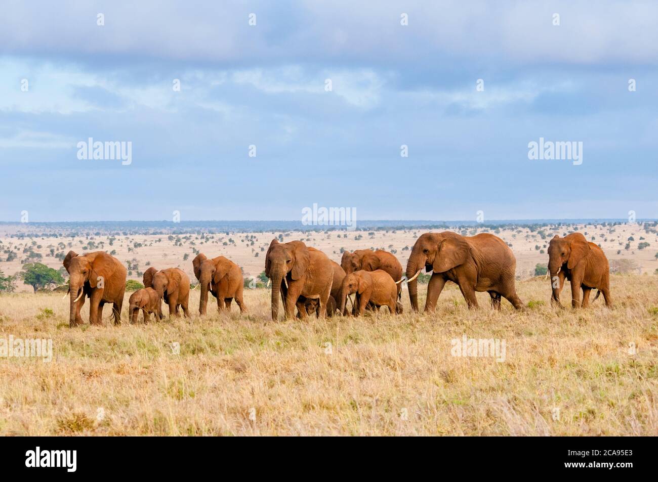 Herd of Elephants (Loxodonta africana), Taita Hills Wildlife Sanctuary, Kenya, East Africa, Africa Stock Photo