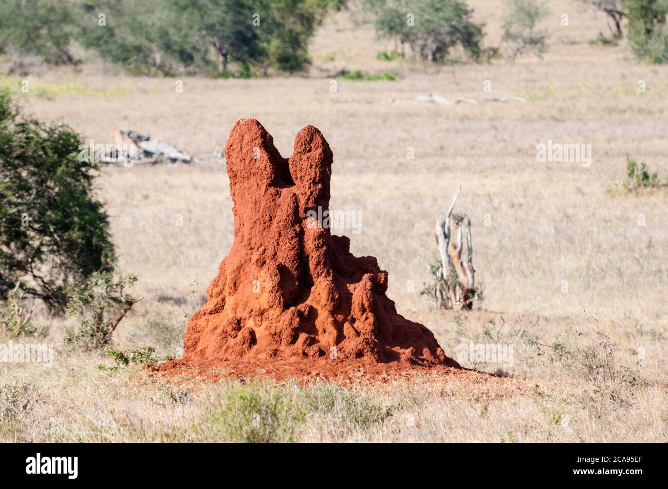 Termite Mound, Taita Hills Wildlife Sanctuary, Kenya, East Africa, Africa Stock Photo