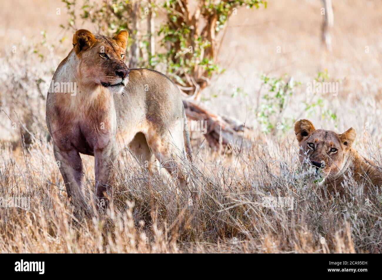 Young lions (Panthera leo) in the bush, Taita Hills Wildlife Sanctuary, Kenya, East Africa, Africa Stock Photo