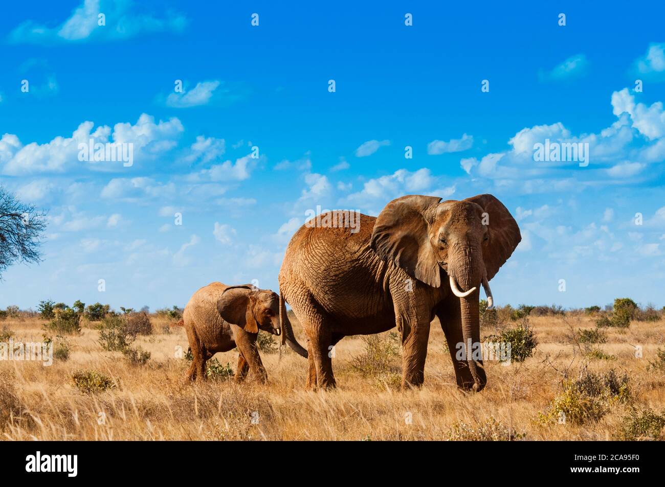 Female Elephant and two year old calf (Loxodonta africana), Tsavo East National Park, Kenya, East Africa, Africa Stock Photo