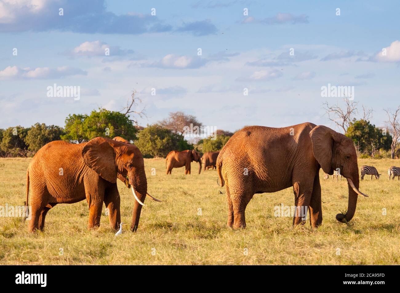 Elephants parade (Loxodonta africana), Tsavo East National Park, Kenya, East Africa, Africa Stock Photo
