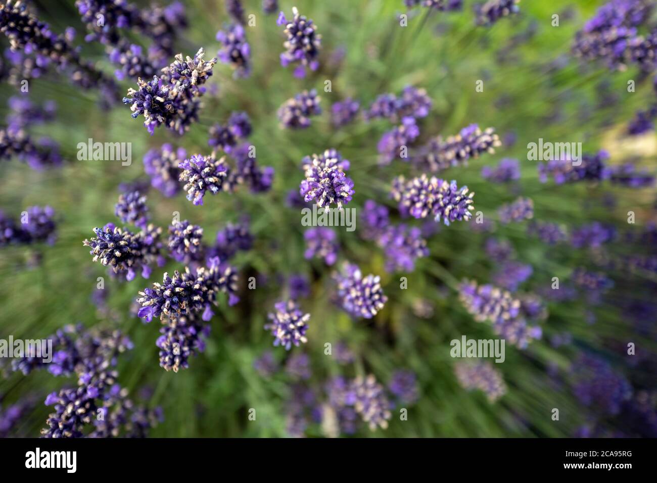 Lavender fields in County Wexford, Ireland Stock Photo