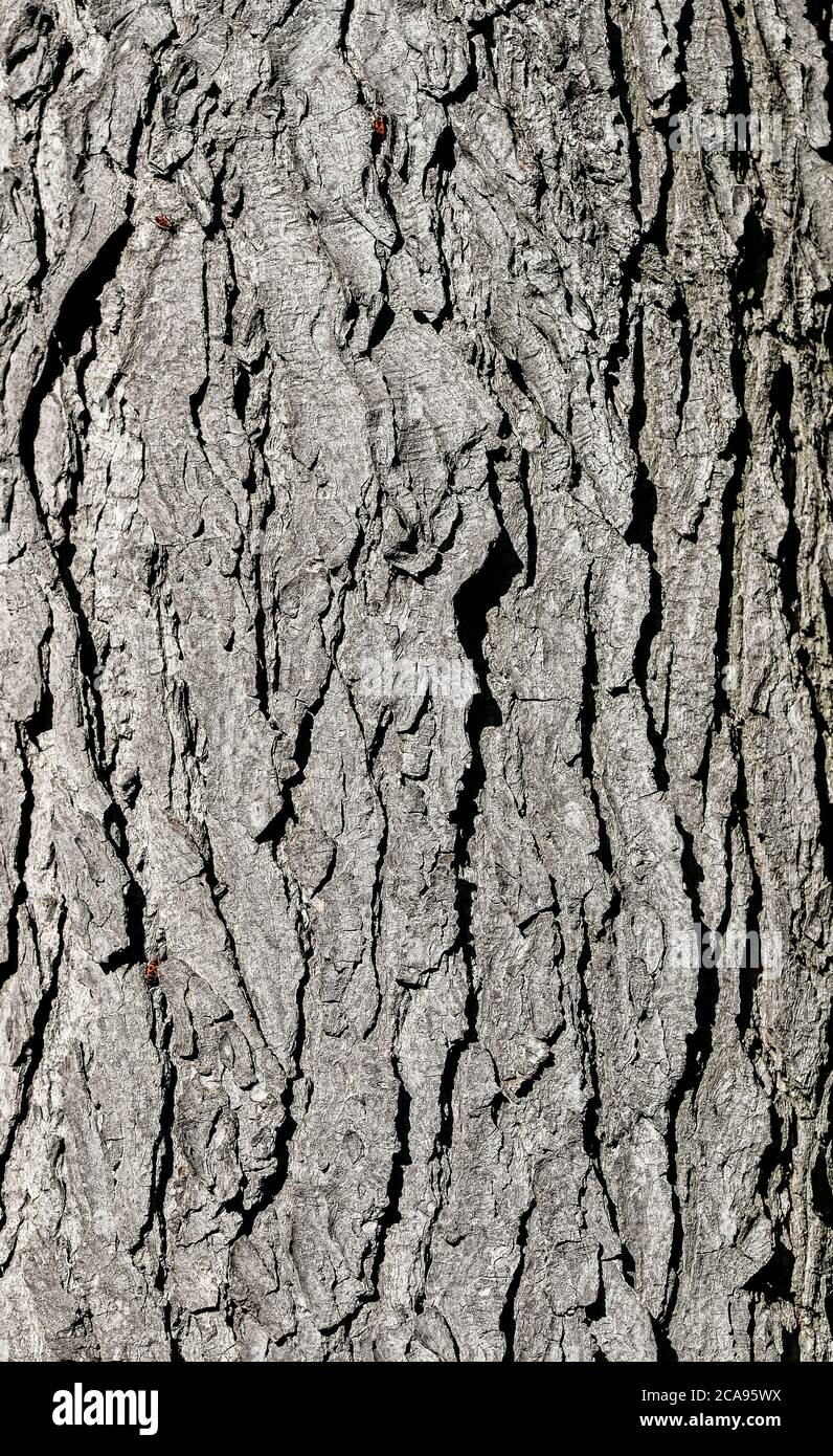Tree bark texture. Grey old oak tree close up. Tree bark natural ...
