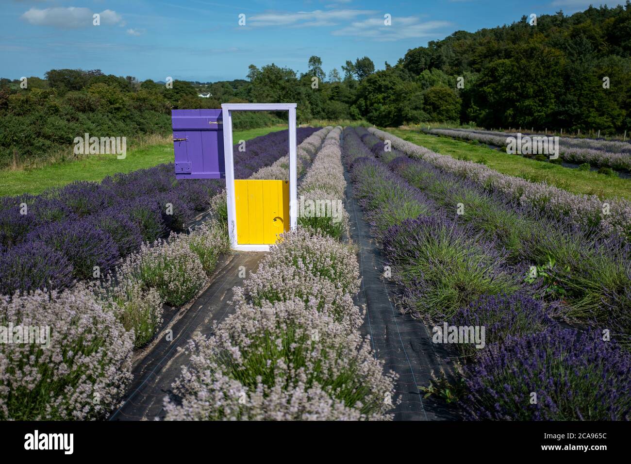 lavender-fields-in-county-wexford-ireland-stock-photo-alamy