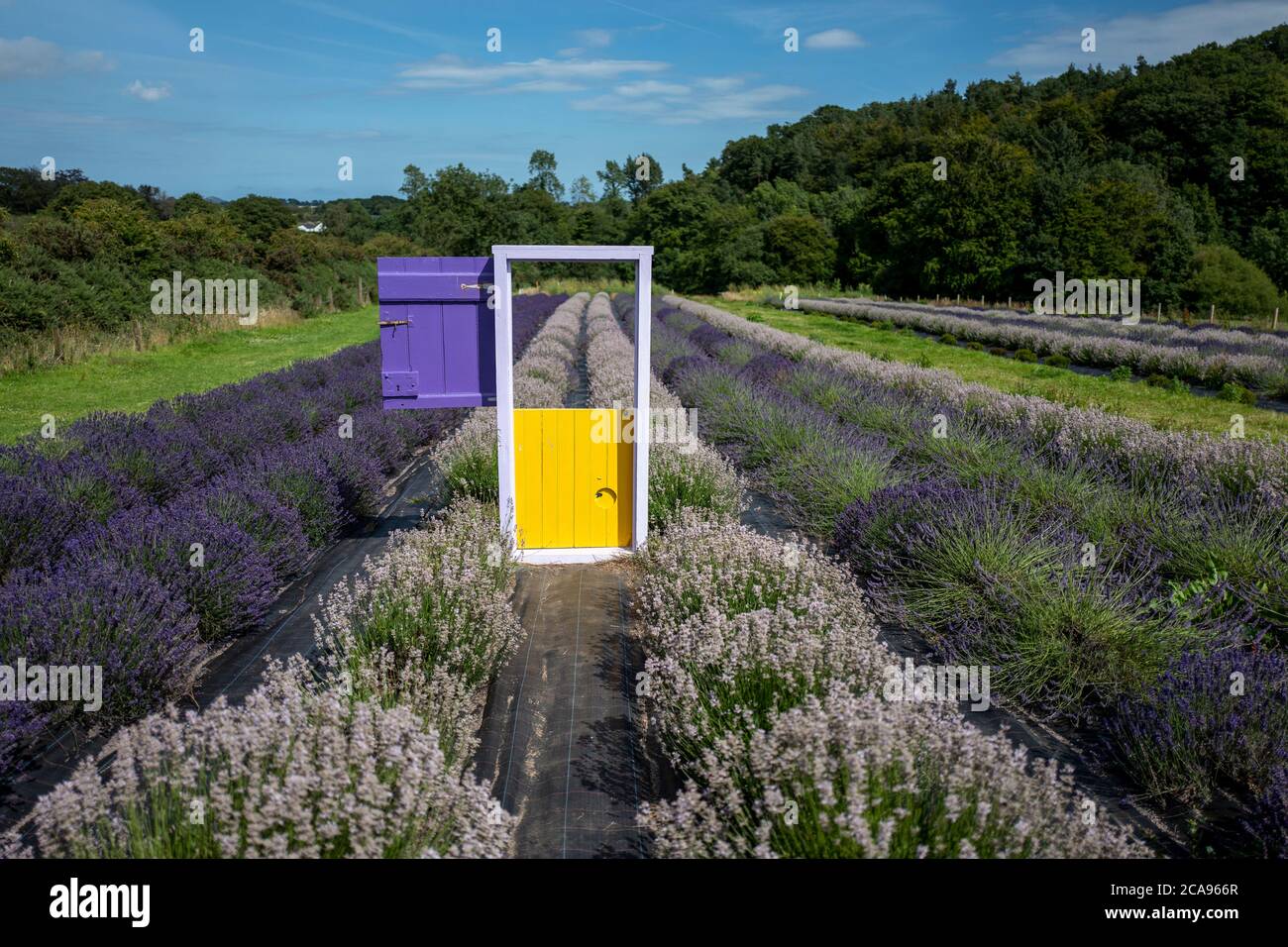 lavender-fields-in-county-wexford-ireland-stock-photo-alamy