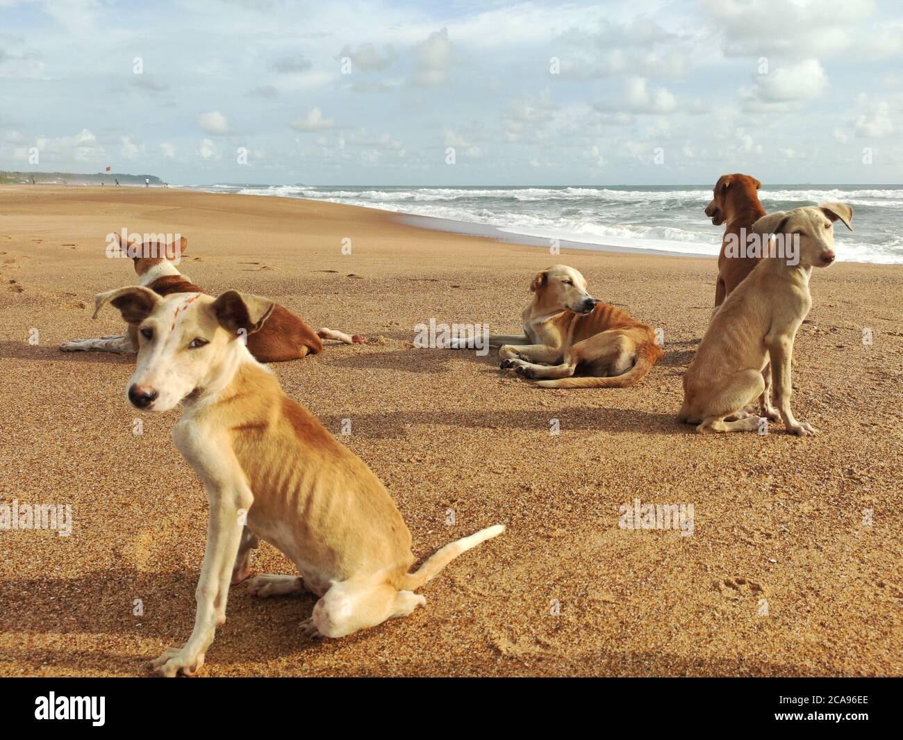 Dogs on the beach hi-res stock photography and images - Alamy
