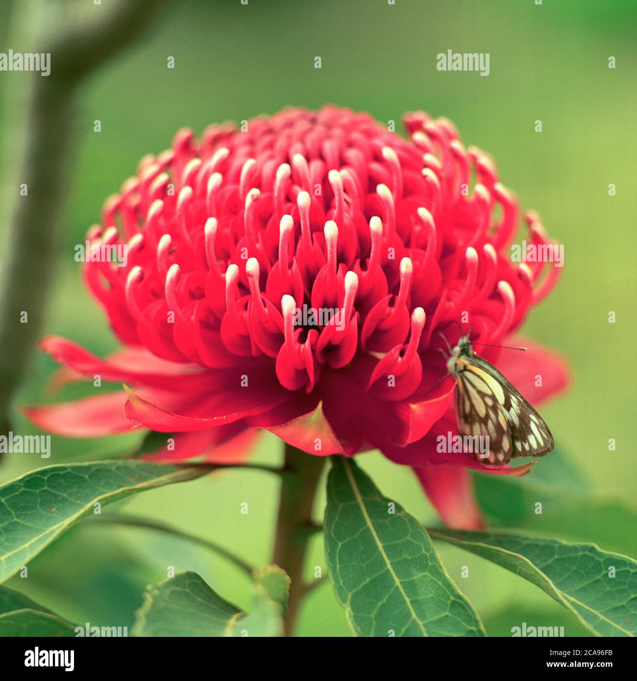 A close up of a Waratah (Telopea speciosissima) plant and butterfly. Stock Photo