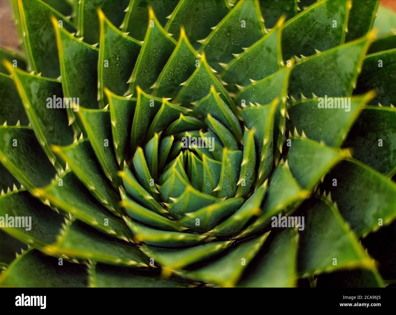 A spiral aloe polyphylla succulent in close up Stock Photo