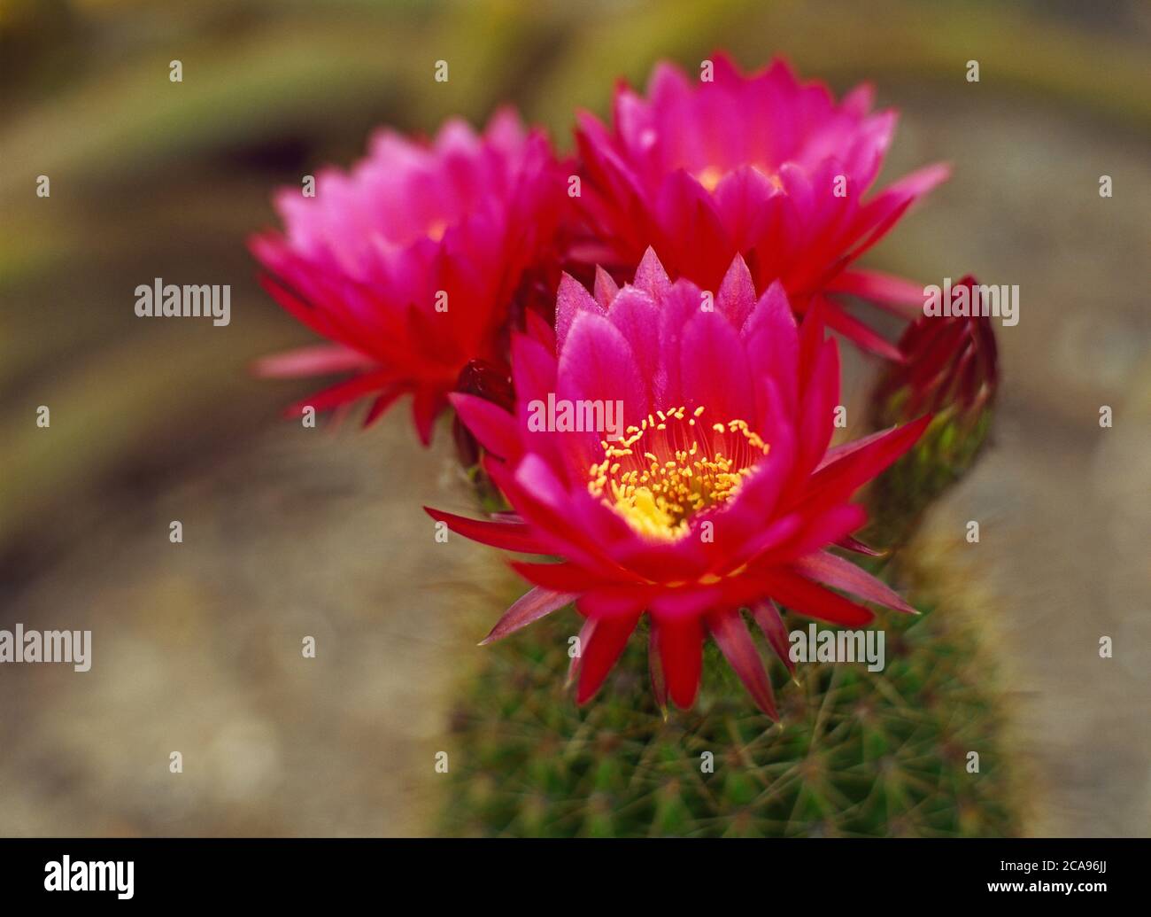 Pink flowers blooming on a Lobivia winteriana cactus Stock Photo