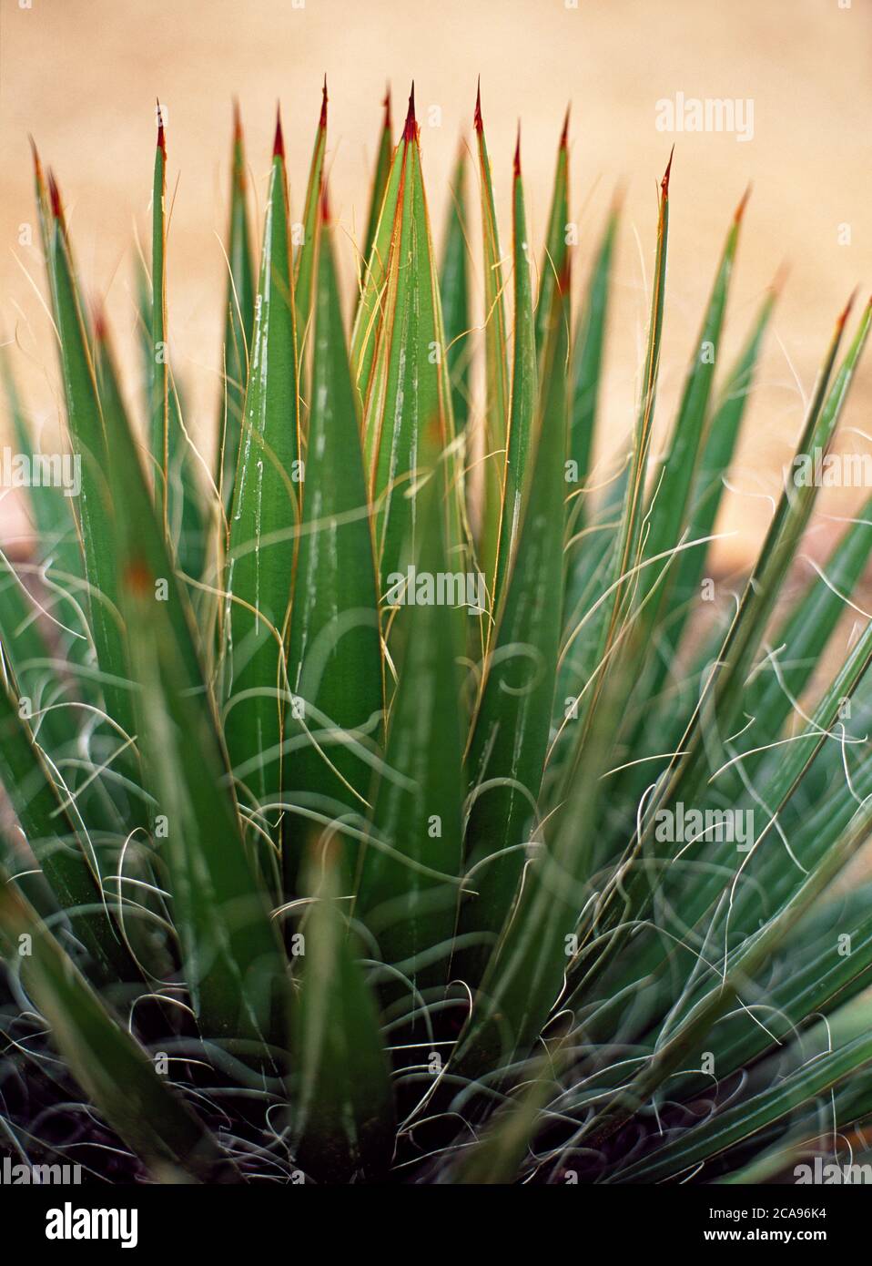 A close up of an Agave Filifera cactus Stock Photo