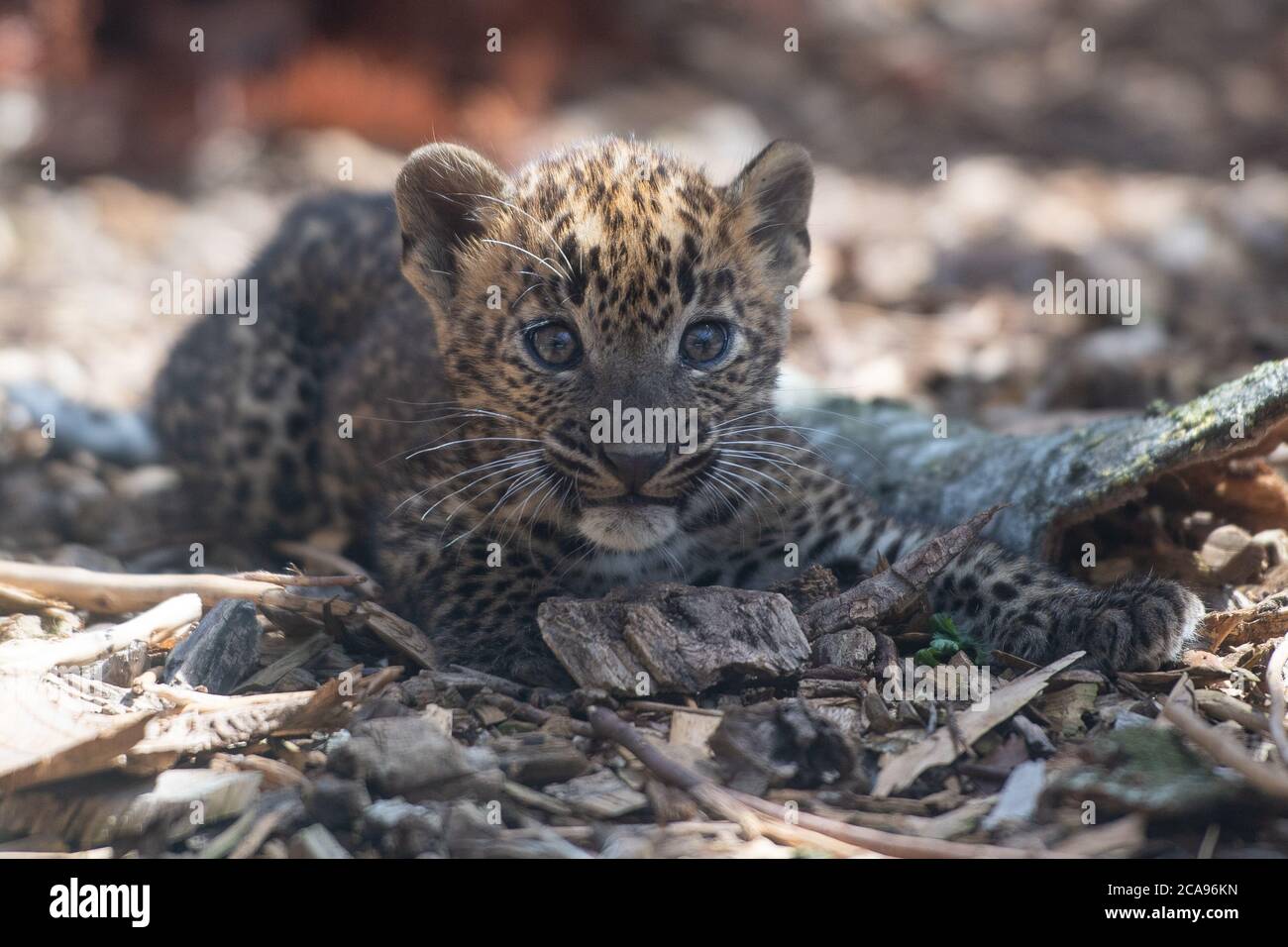 One of the eight-week-old Sri Lankan leopard cubs in their enclosure at Banham Zoo, Norfolk. The pair of male cubs, who are yet to be named, were born on June 4 to mother Sariska and her breeding partner Mias. Stock Photo