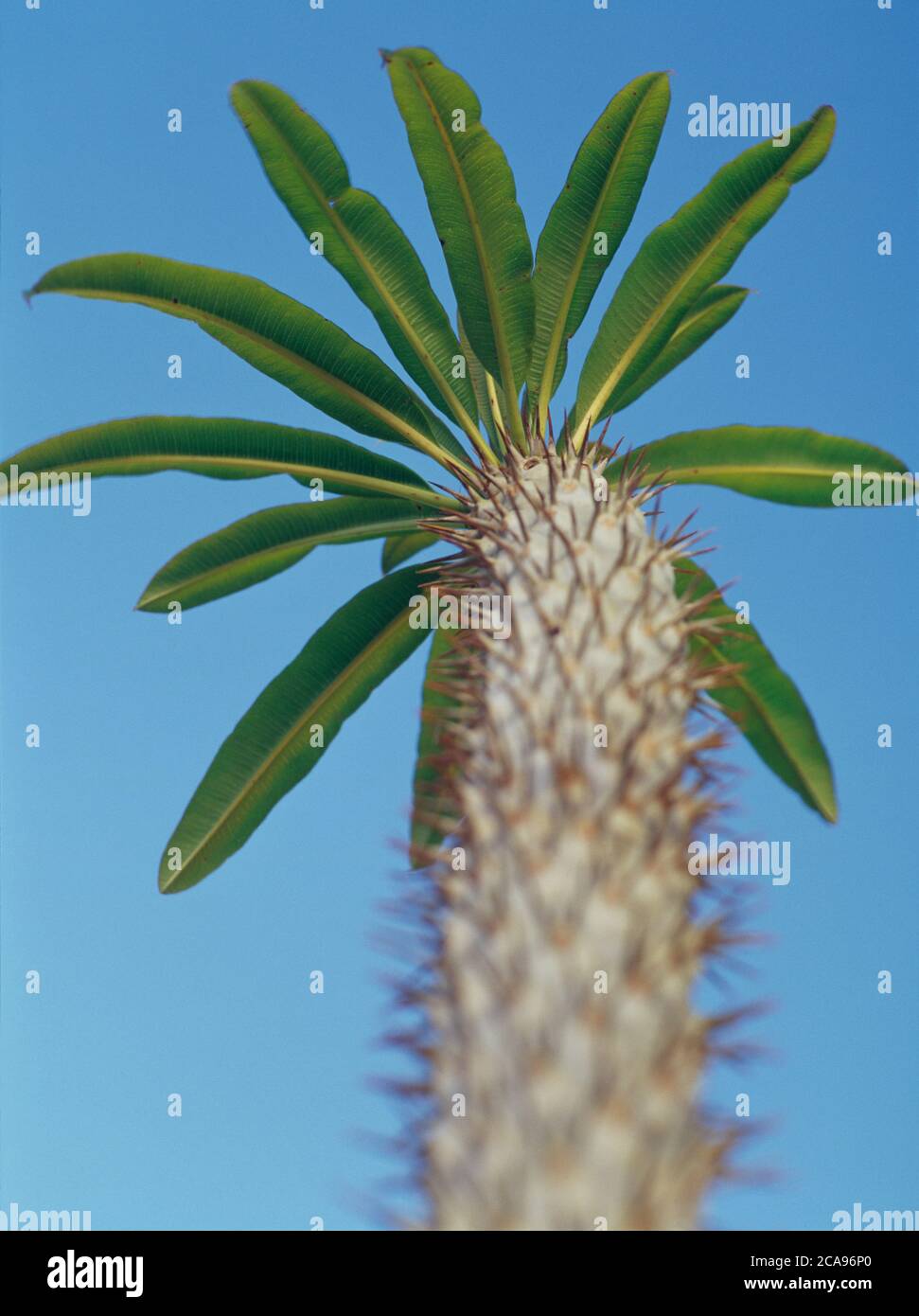 A spiny Pachypodium tree viewed from below Stock Photo