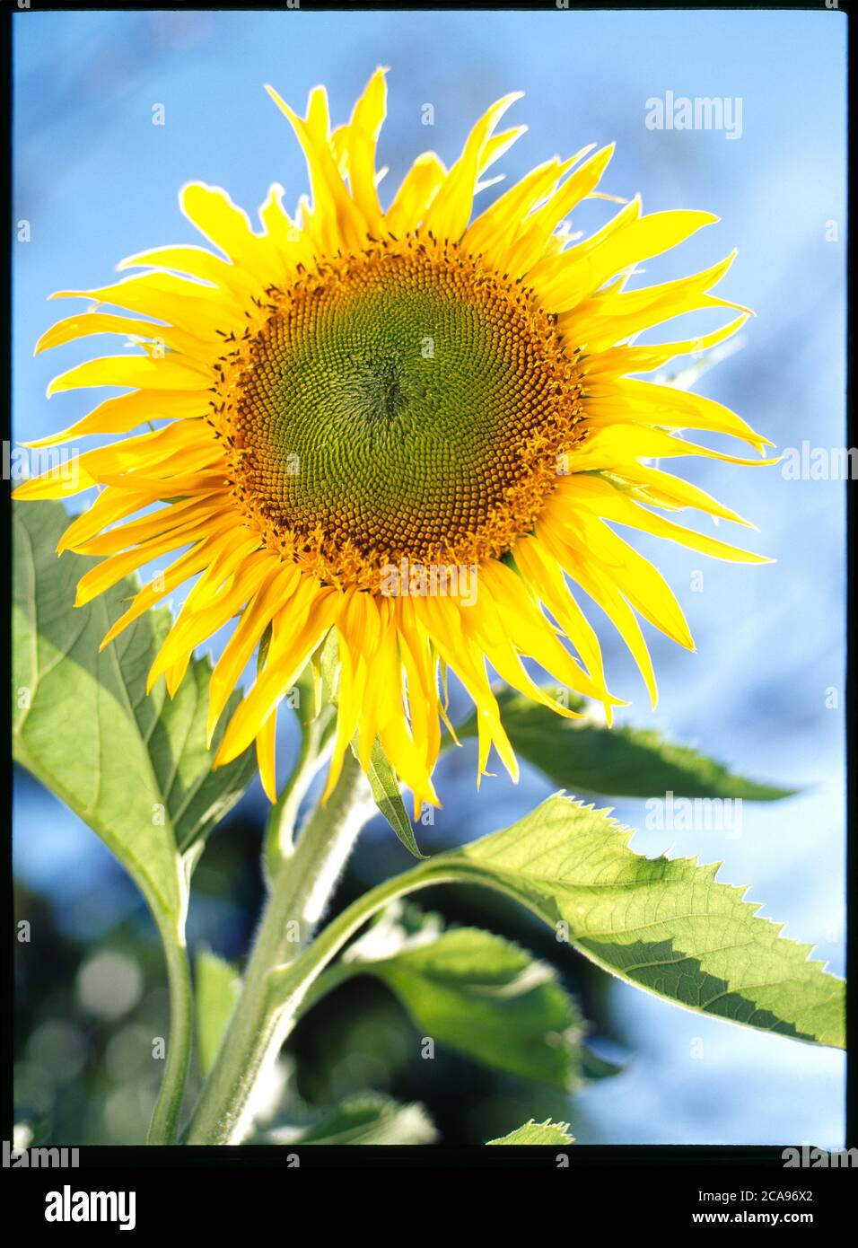 A sunflower with flowering head in a permaculture garden Stock Photo