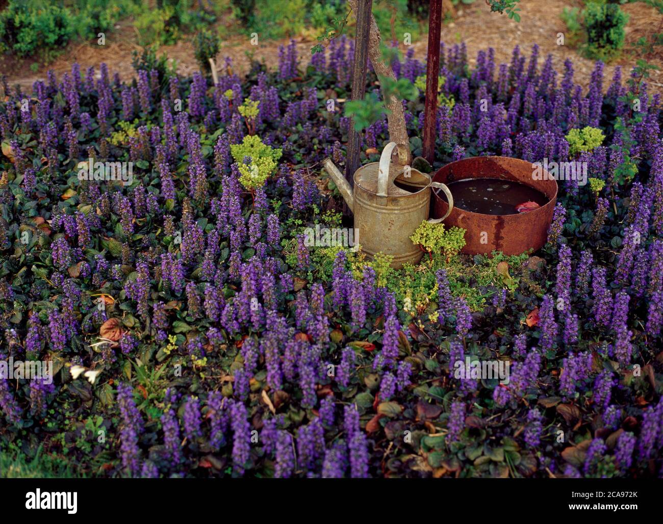 A patch of Ajuga flowers with vintage watering can and rustic iron tub Stock Photo