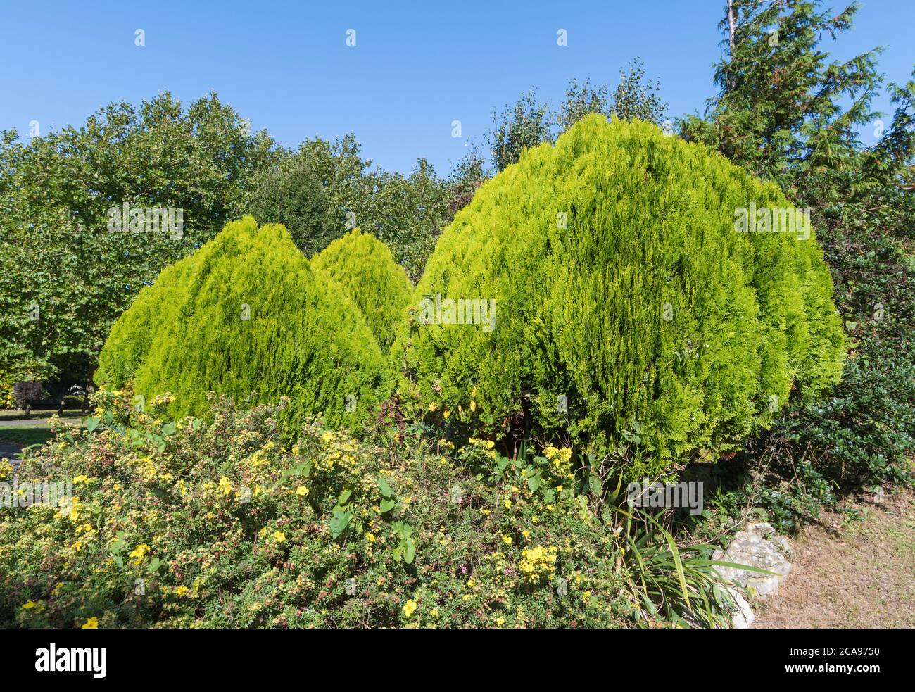 Neatly trimmed bushes in a park. Bush after neat and tidy trimming. Stock Photo