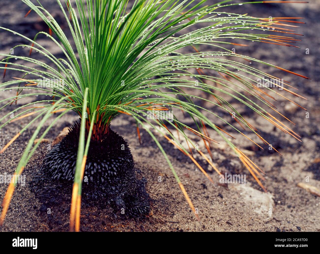 Burnt Grass Tree (Xanthorrhoea australis) regenerating after bush fires in New South Wales, Australia Stock Photo