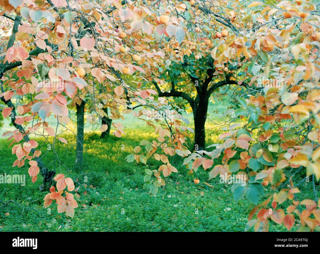 Persimmon trees in autumn orchard Stock Photo