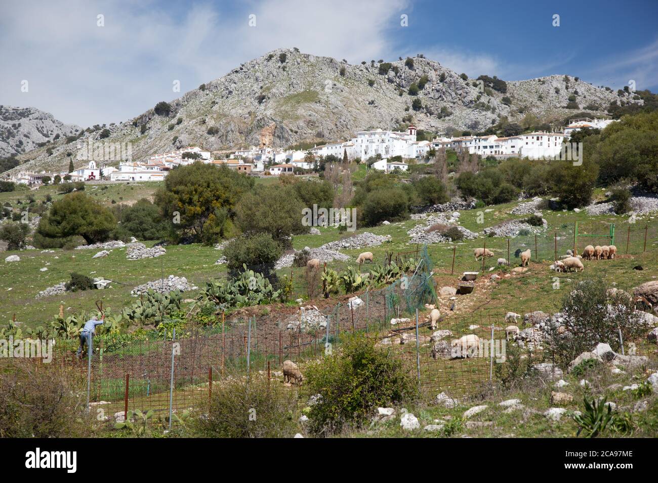 Crop worker and sheep in stony fields of Benaocaz in the Sierra De Grazalema Natural Park. Stock Photo