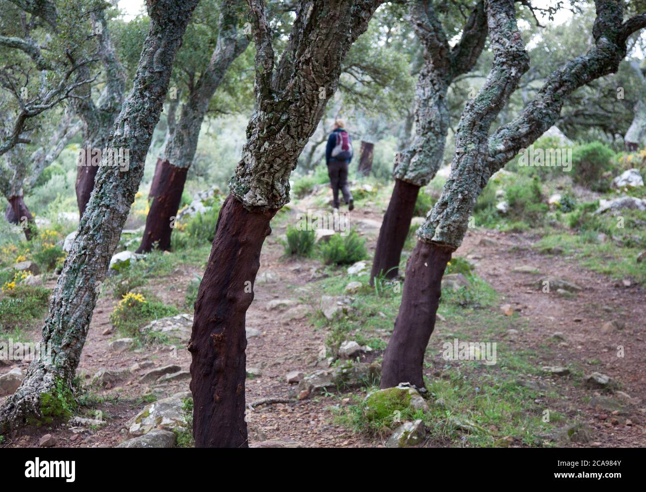 Cork oak trees in the woods of the Parque Natural Los Alcornocales near Rondha Stock Photo