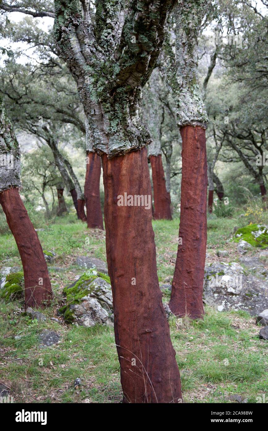 Cork oak trees in the woods of the Parque Natural Los Alcornocales near Rondha Stock Photo