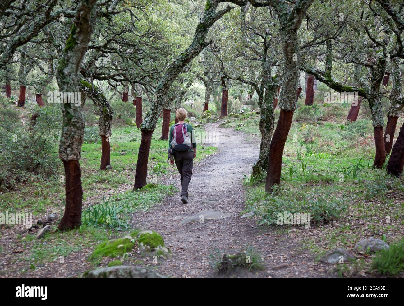 Walker in cork  tree woods of the Parque Natural Los Alcornocales near Rondha Stock Photo
