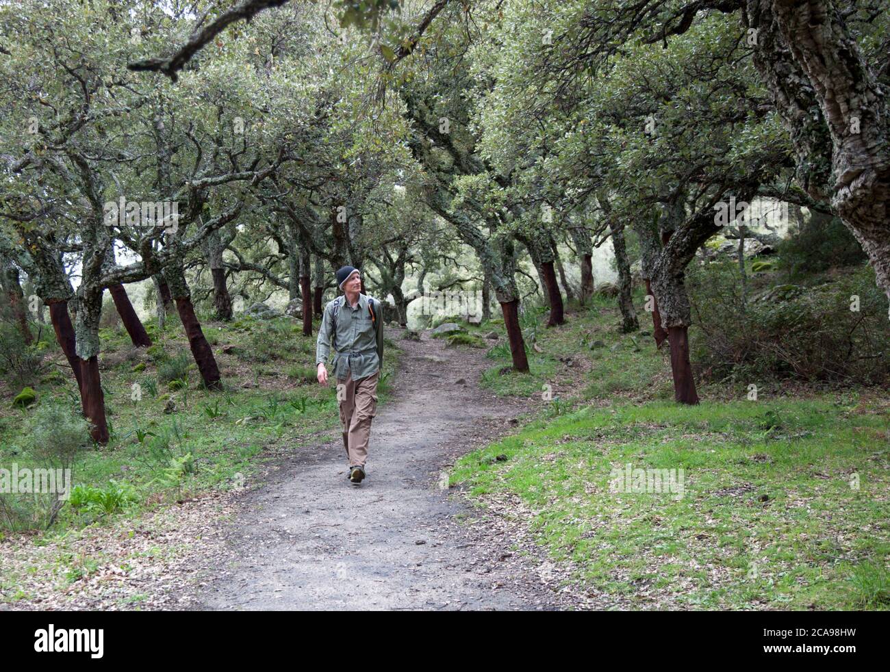 A hiker in cork  tree woods of the Parque Natural Los Alcornocales near Rondha Stock Photo