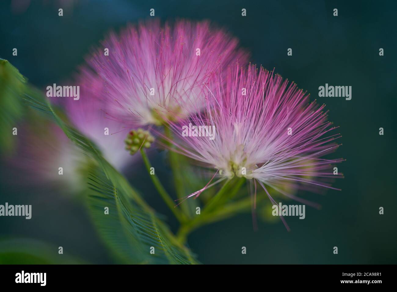 julibrissin, the Persian silk tree pink silk tree blossom Stock
