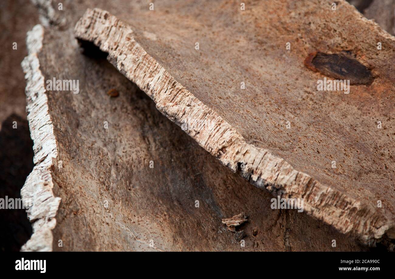 Close up of cut cork bark pieces in the woods of the Parque Natural Los Alcornocales Stock Photo