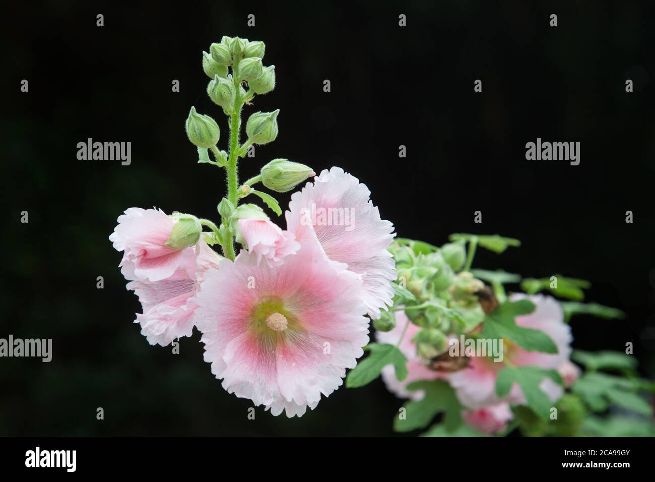 The flowers of hollyhock isolated on the black background in a garden Stock Photo