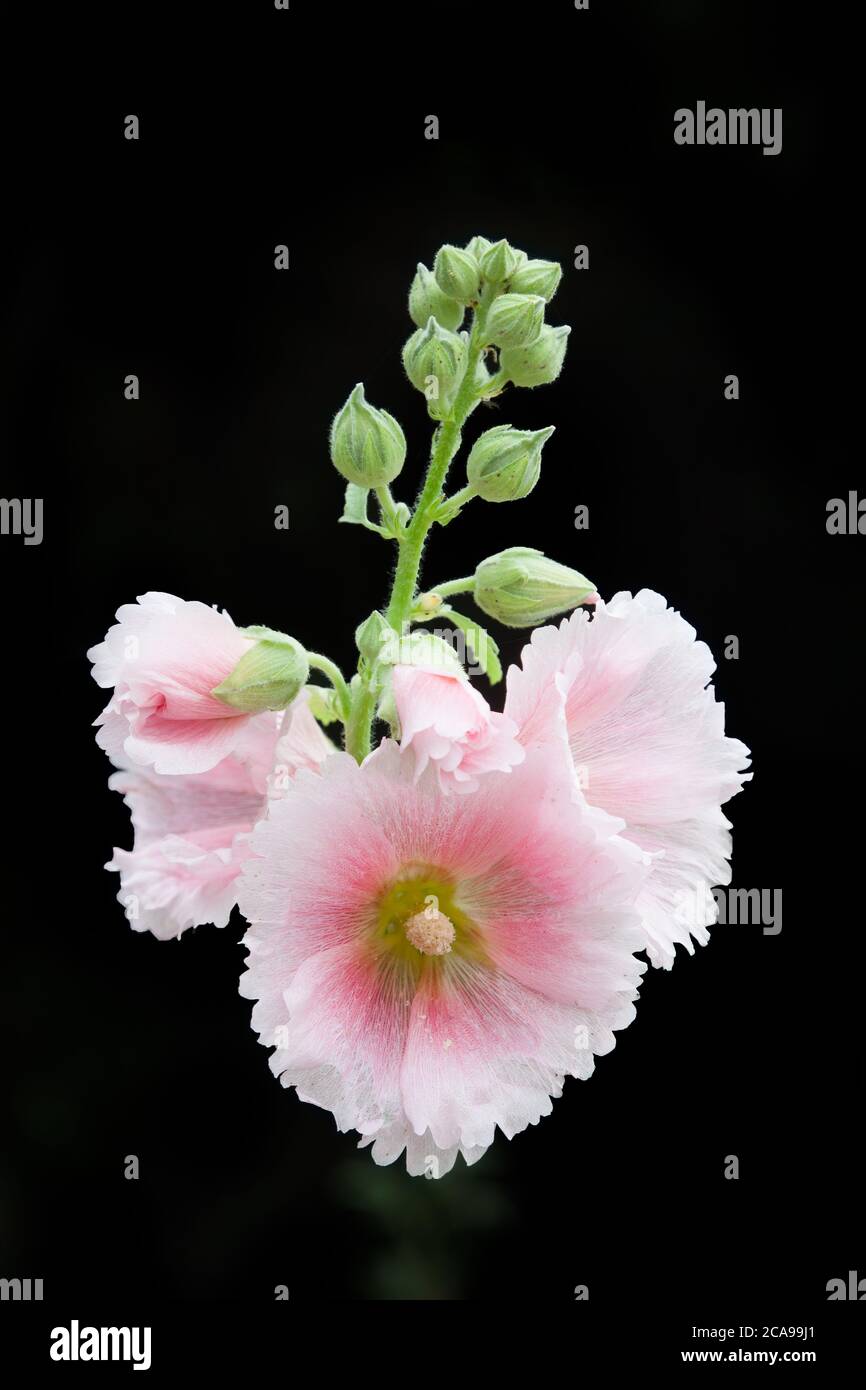 The flowers of hollyhock isolated on the black background in a garden Stock Photo