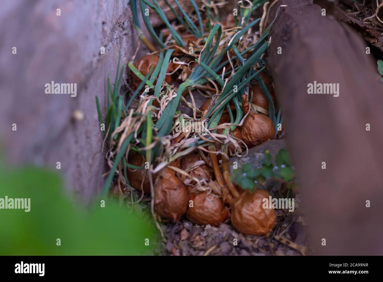 black mold onions. onion head with golden husk and mold on top. fungal disease on vegetables. onion disease, close-up of bulbs, shriveled, growing in Stock Photo