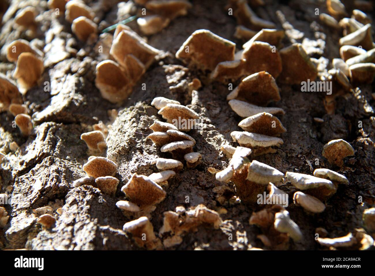 Close-up of fungi on a tree Stock Photo