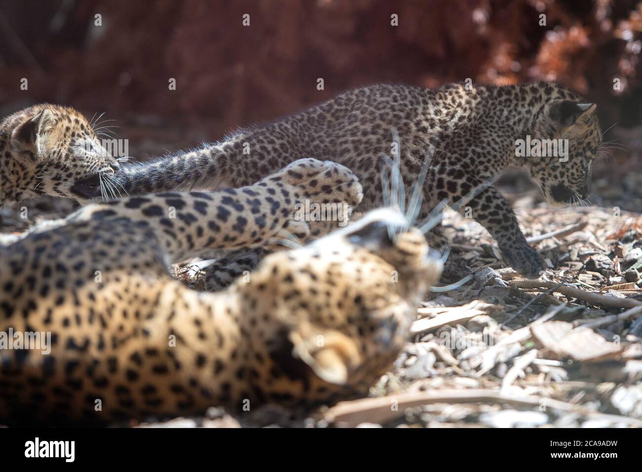 A pair of eight-week-old Sri Lankan leopard cubs play in their enclosure at Banham Zoo, Norfolk. The pair of male cubs, who are yet to be named, were born on June 4 to mother Sariska and her breeding partner Mias. Stock Photo